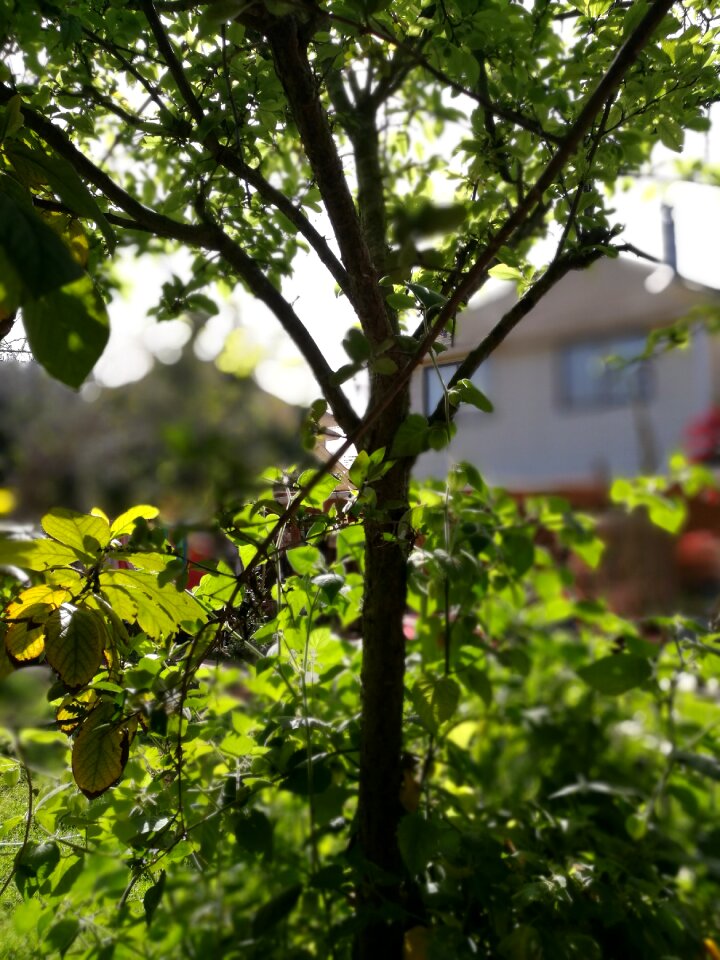 Patio background vegetation