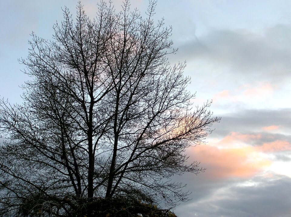 Tree silhouette sky