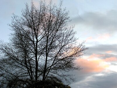 Tree silhouette sky