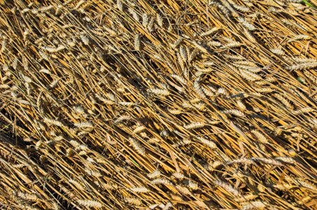 Grains agriculture harvest photo