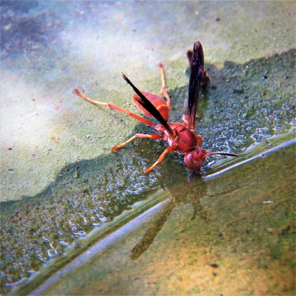 Water winged
