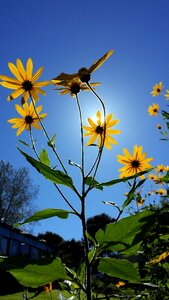 Flower summer