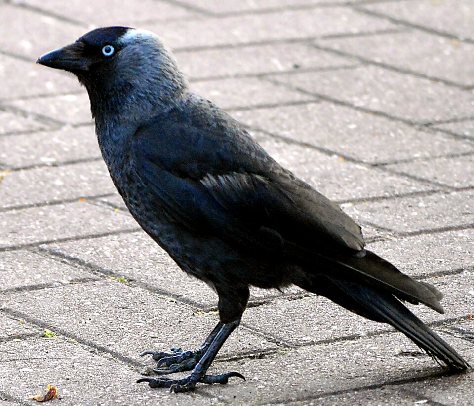 Black nature corvidae