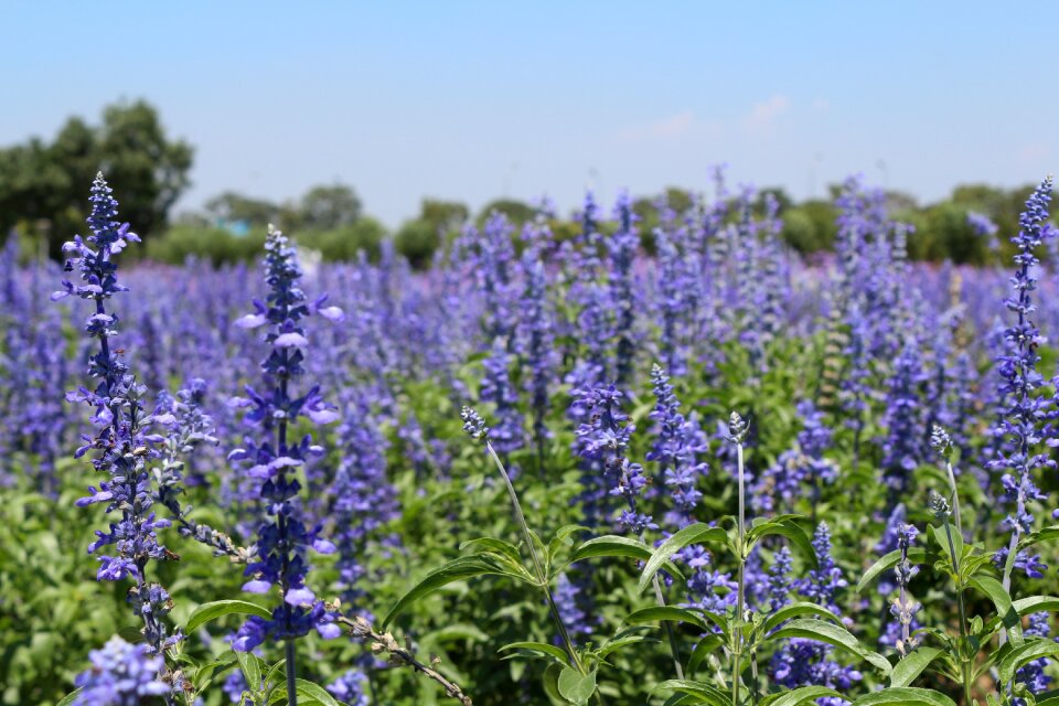 Flowers lavender fields purple photo