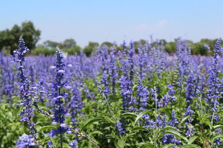 Flowers lavender fields purple