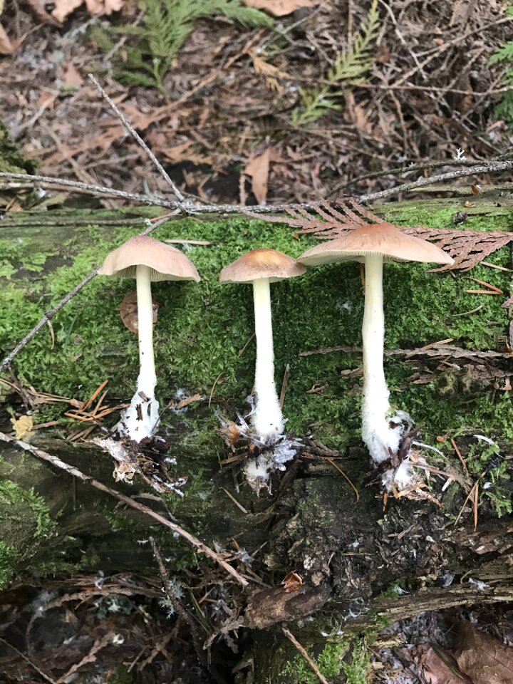 Fungus forest summer