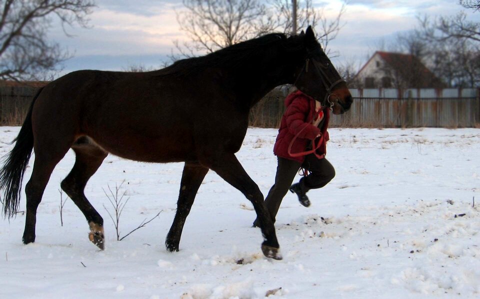 Mare stallion exercise