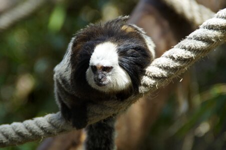 Capuchins zoo rope photo