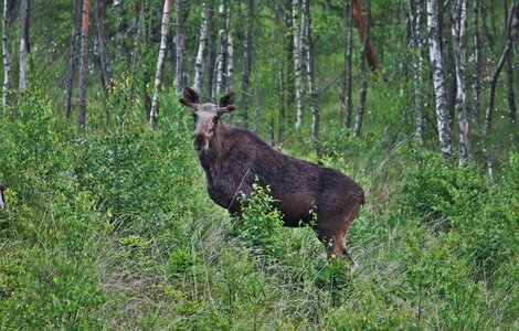 Forest animals sweden photo