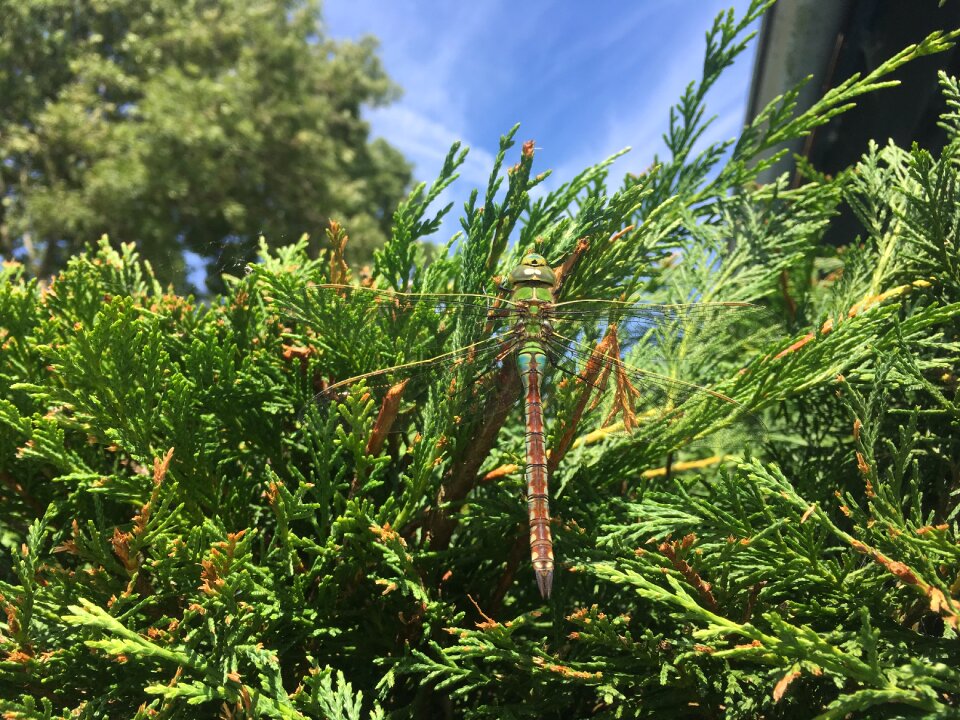 Green summer bug