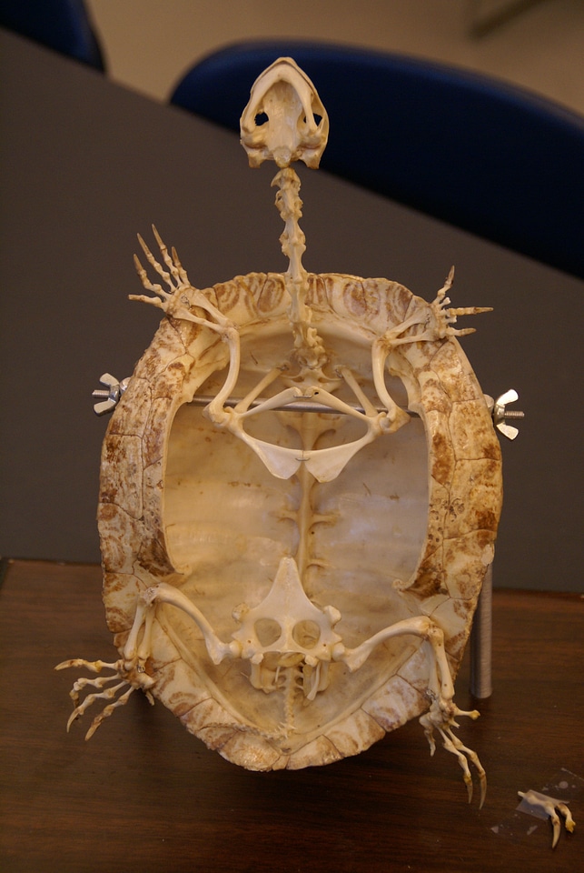 Animal reptile close-up