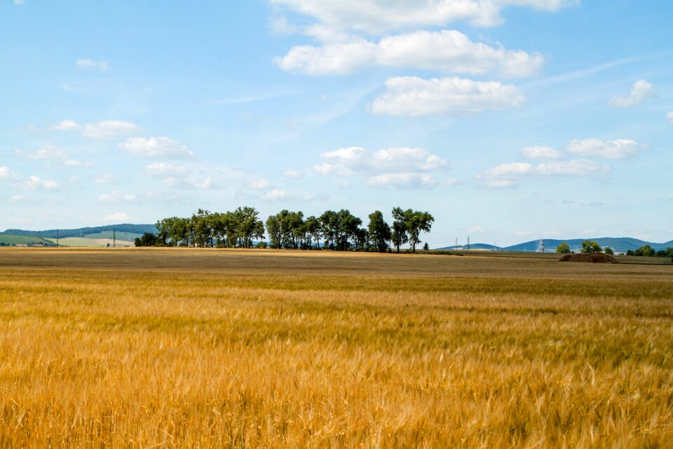 The sky rye a sunny day