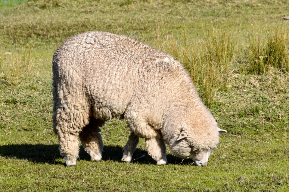 Sheep eating animal