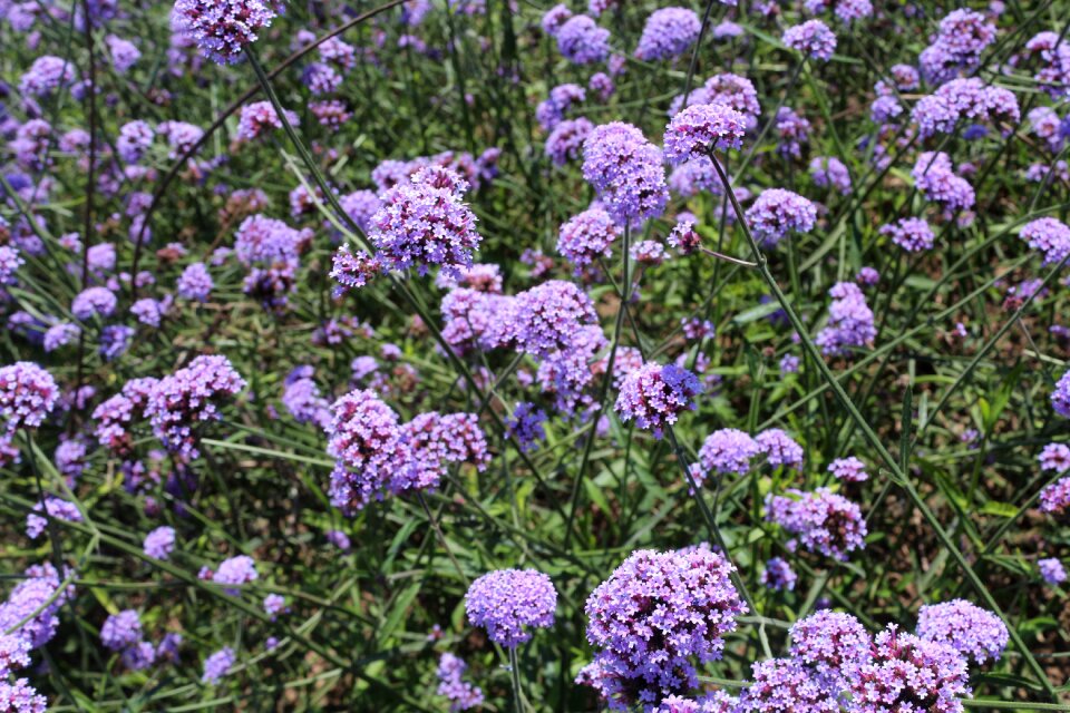 Flowers verbena purple