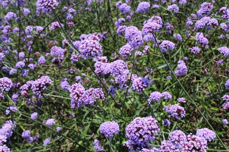 Flowers verbena purple photo