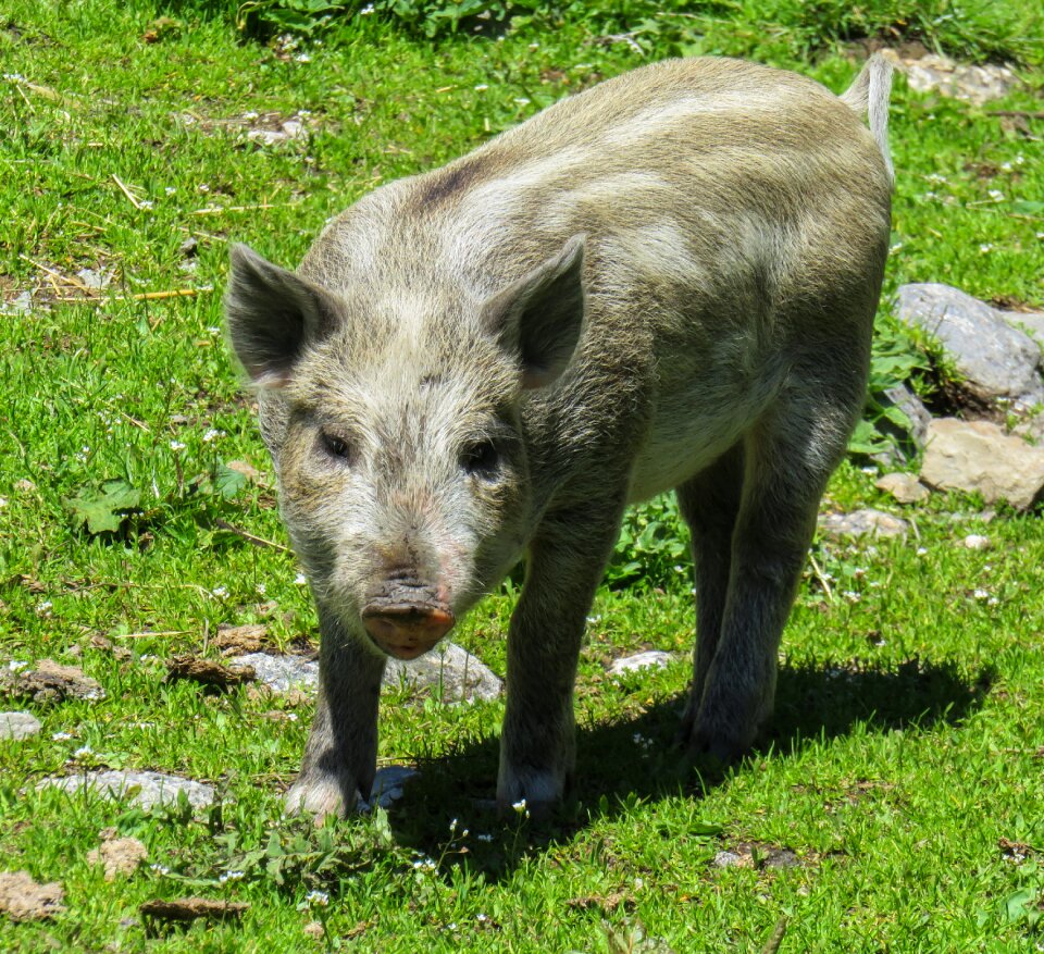 Domestic pig farm livestock