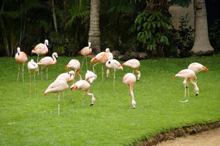 Leggy pink zoo