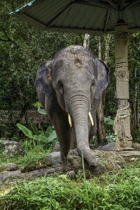 Phang-nga animals elephant
