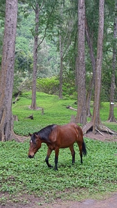 Grazing graze woods photo