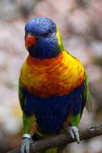 Bird aviary bird colorful