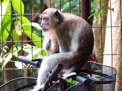 Naughty animal wild