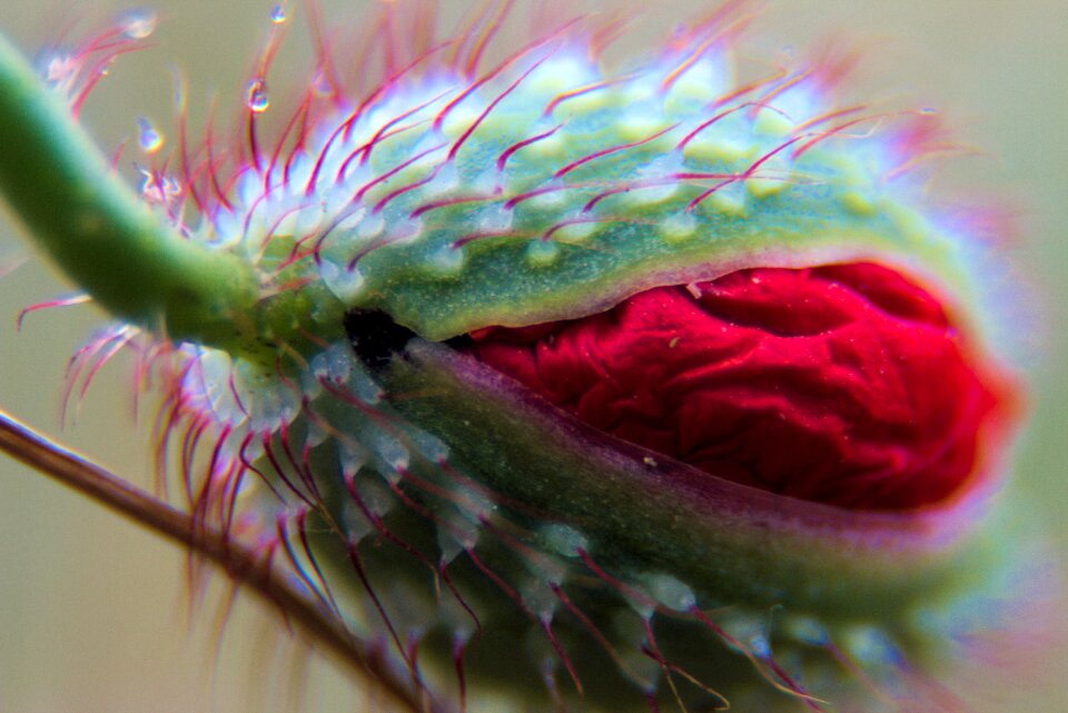 Macro plant red flower