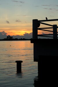 Sunset bird nature photo