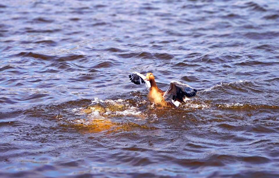 Pond lake water bird