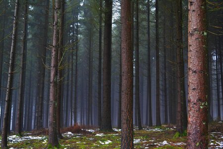 Forest pines winter