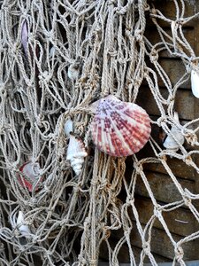 Beach fish fishing photo