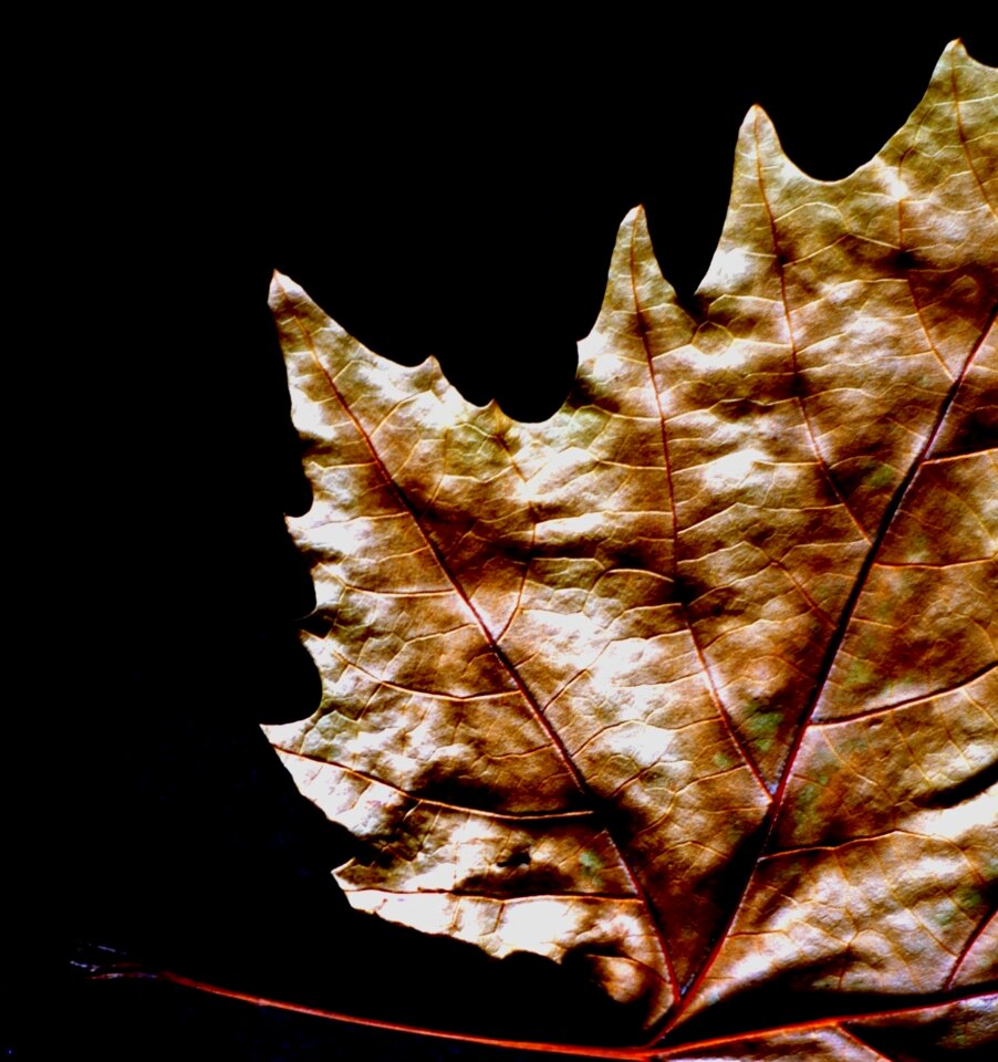Nature sheet sycamore