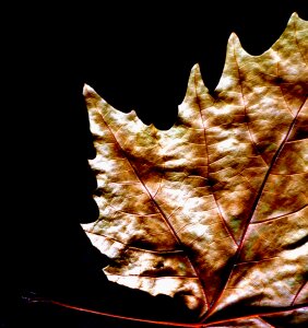 Nature sheet sycamore photo