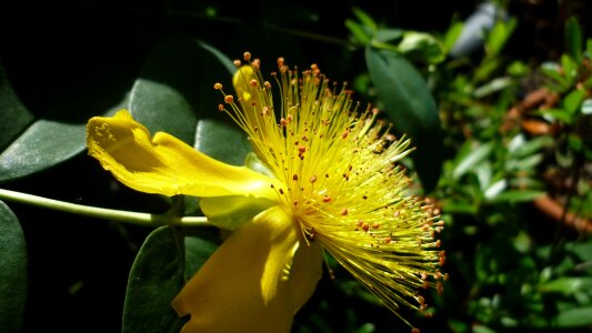 Bizarre german garden plant fine flower beams photo