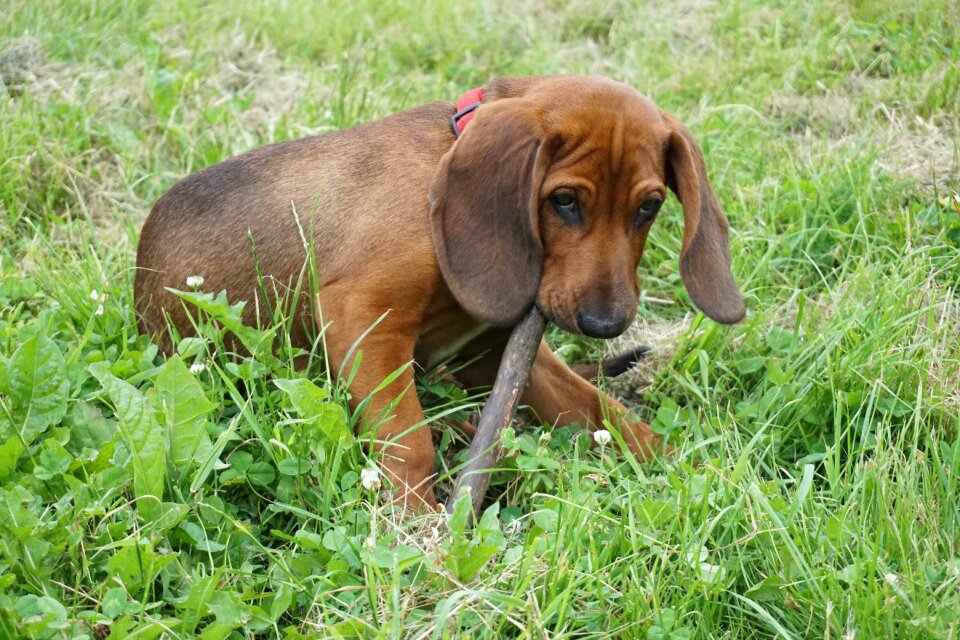 Brown young dog playing with sticks