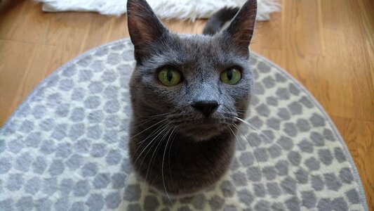 Pet feline grey