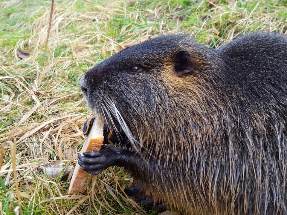 Mammal nature animals
