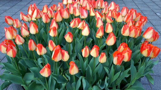 Tulips amsterdam netherlands