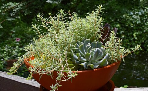 Succulent plant nature