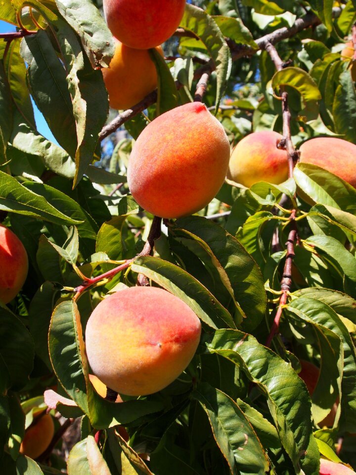 Juicy fresh food