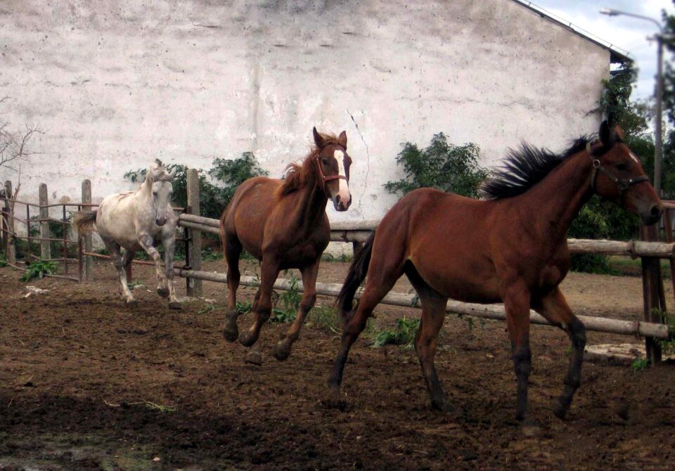 Mares stallions run
