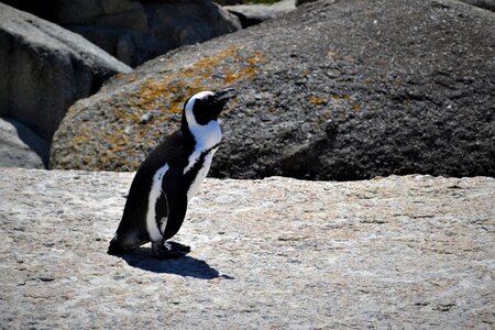 Penguin enjoy drag