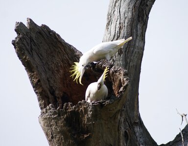 Native australian bird photo