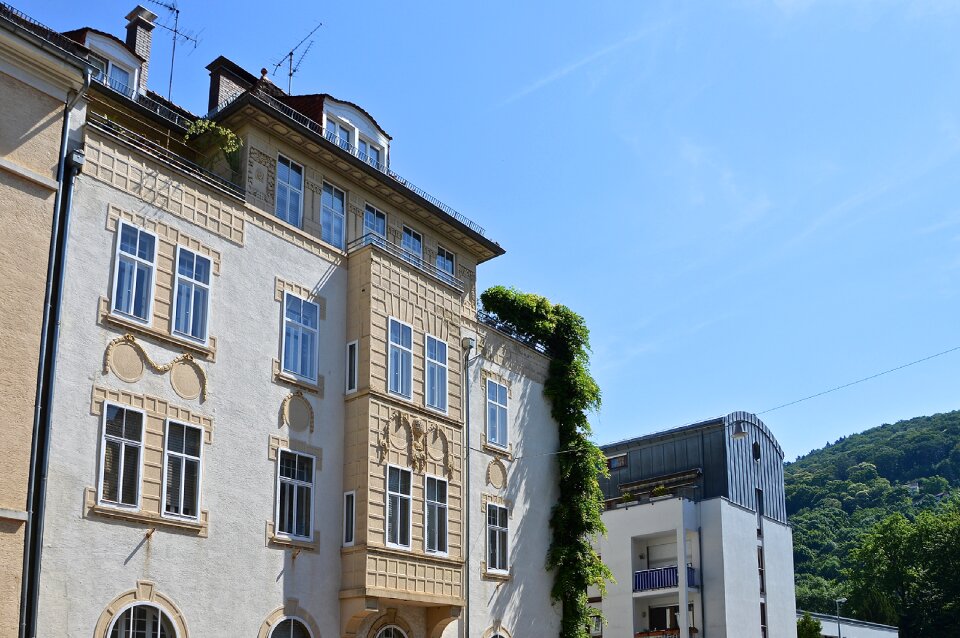 Ivy entwine house