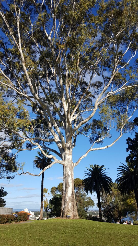 Environment nature white bark