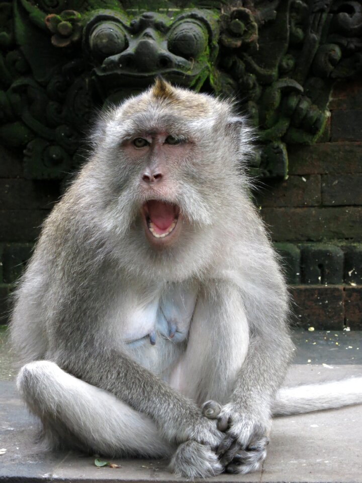 Monkey bali facial expression