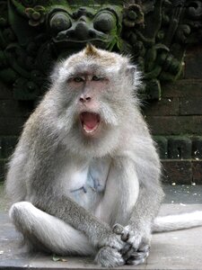 Monkey bali facial expression