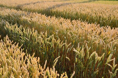 Sunshine wheatfield cereals