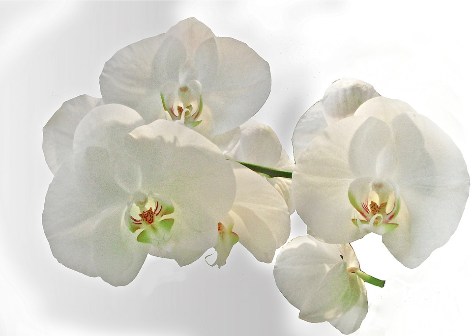 Orchid white flower