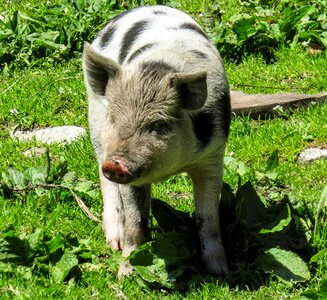 Domestic pig farm livestock photo