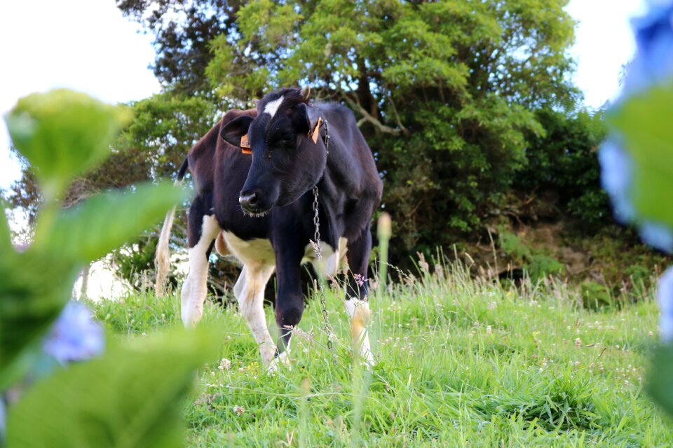 Azores animal nature